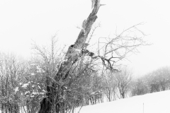 20210116-HIP_0552