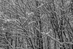 20210116-HIP_0556